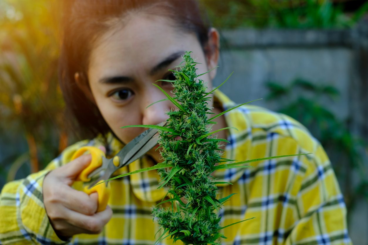 When and How to Trim Marijuana Plants for Maximum Yield - Happy Smoking